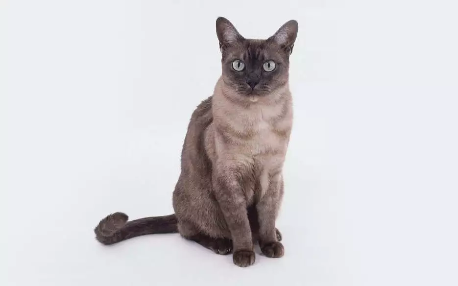 Азиялық мысық (18 сурет): тұқым сипаттамасы. Smoky Shorthair Cat және мысық не көрінеді? 22546_10