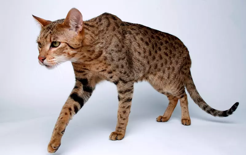 Ázijská mačka (18 fotografií): Popis plemena. Ako vyzerajú Smoky ShortHAIR CAT a CAT? 22546_11