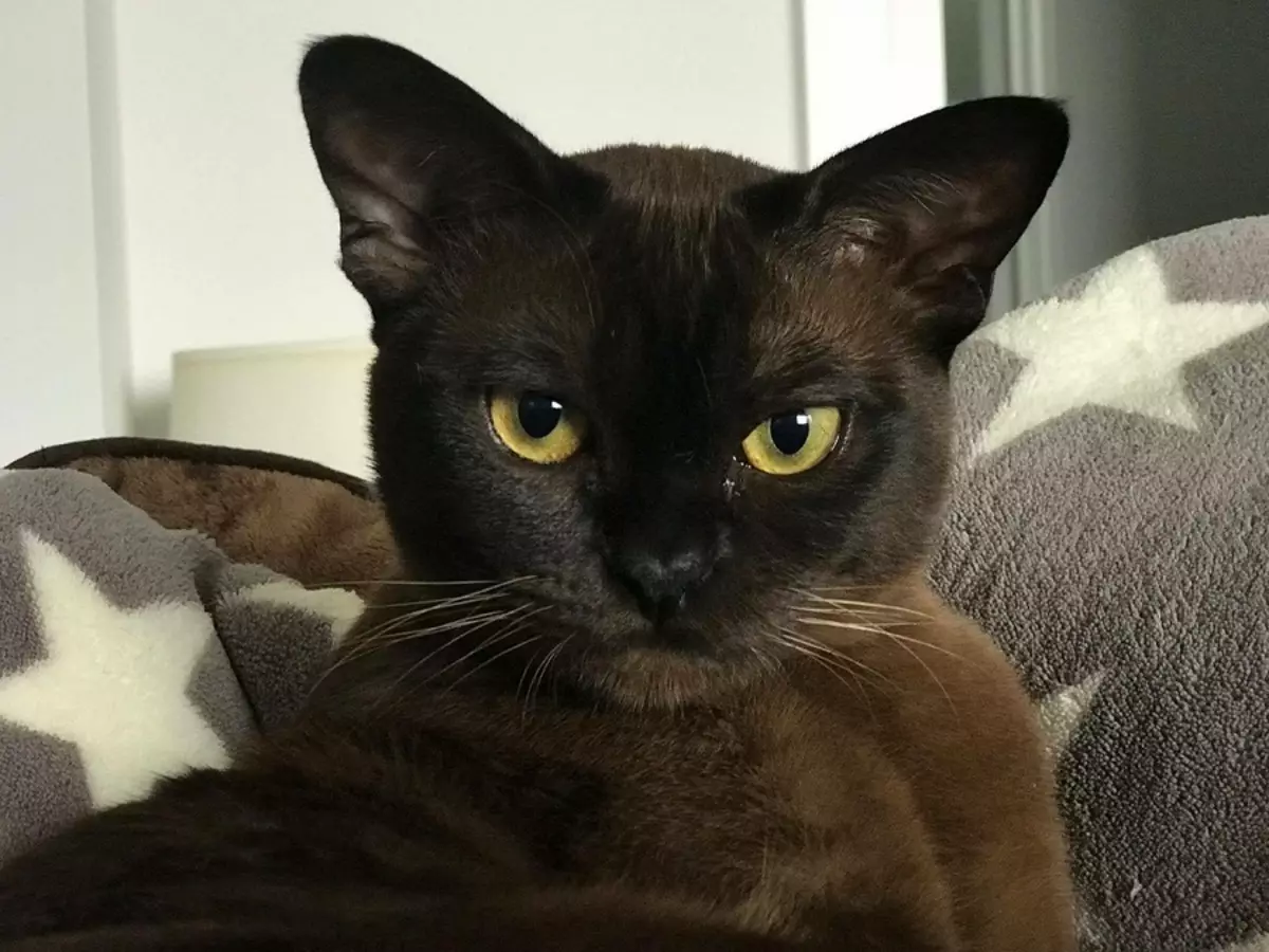 Мандалай черный кот