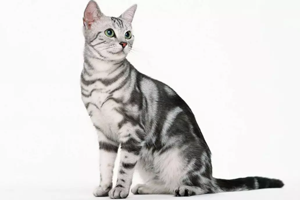 Kungiyar Asiya (hotuna 18): bayanin nau'in. Menene Smokey Shorthair Cat da Cat suke so? 22546_2