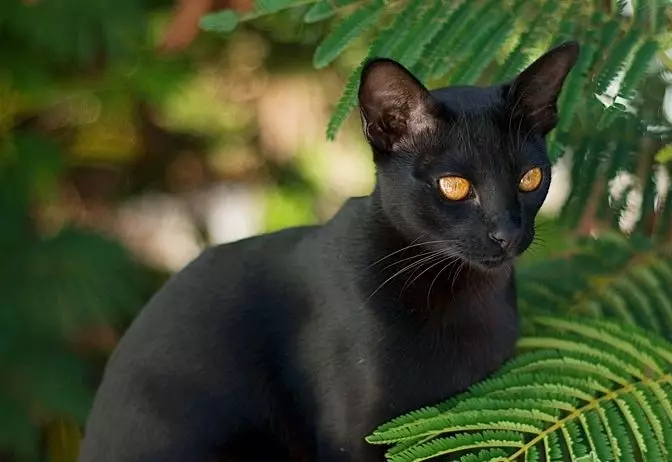 Asian Cat (18 Mga Litrato): Product paghulagway. Unsa man ang hitsura sa smoky shorthair cat ug iring? 22546_5