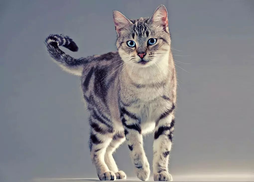 Азиялық мысық (18 сурет): тұқым сипаттамасы. Smoky Shorthair Cat және мысық не көрінеді? 22546_6