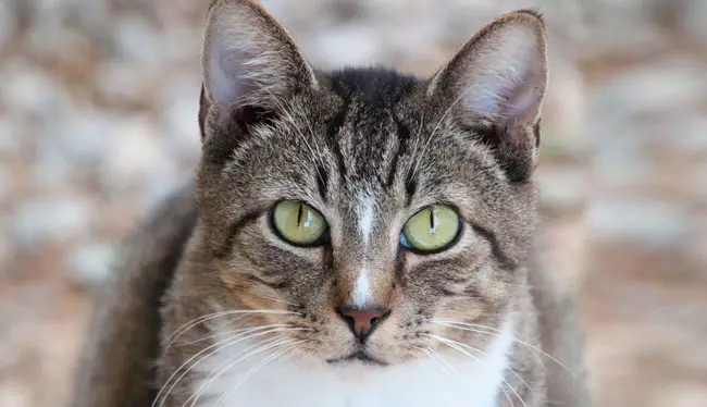 Азиялық мысық (18 сурет): тұқым сипаттамасы. Smoky Shorthair Cat және мысық не көрінеді? 22546_7