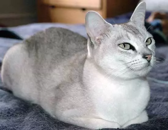 Азиялық мысық (18 сурет): тұқым сипаттамасы. Smoky Shorthair Cat және мысық не көрінеді? 22546_8