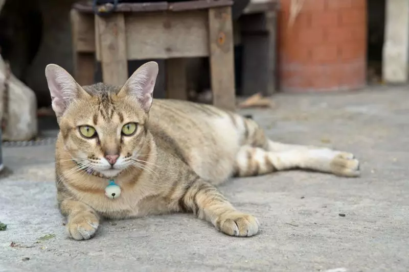 Ázijská mačka (18 fotografií): Popis plemena. Ako vyzerajú Smoky ShortHAIR CAT a CAT? 22546_9