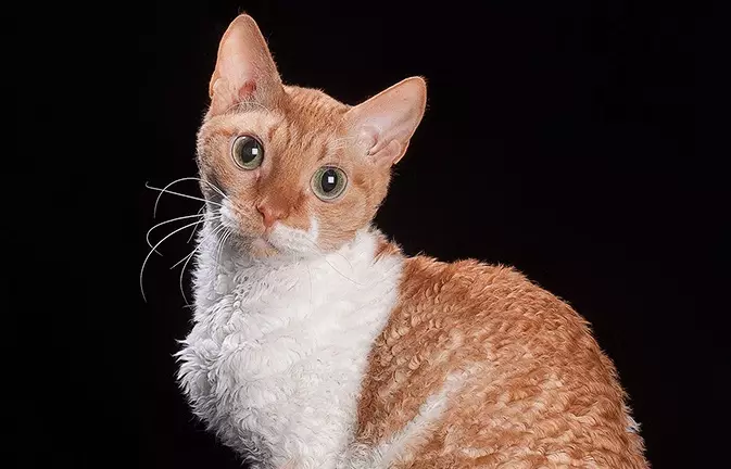 Ural Rex (30 bilder): Beskrivelse av rasen, kjennetegnene til katter, forskjeller i korthår og langhårede katter 22547_6