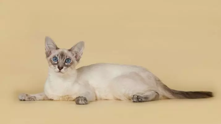 CATALIANA (56 fotos): Descrición de gatos esponjosas da raza balinesa. Que parecen as balininas gatos siameses? 22550_11