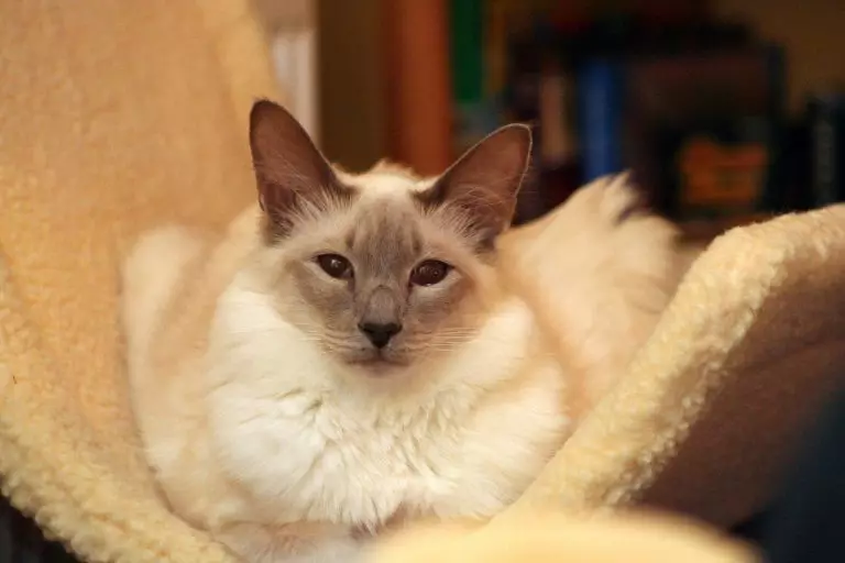 CATALIANA (56 fotos): Descrición de gatos esponjosas da raza balinesa. Que parecen as balininas gatos siameses? 22550_12