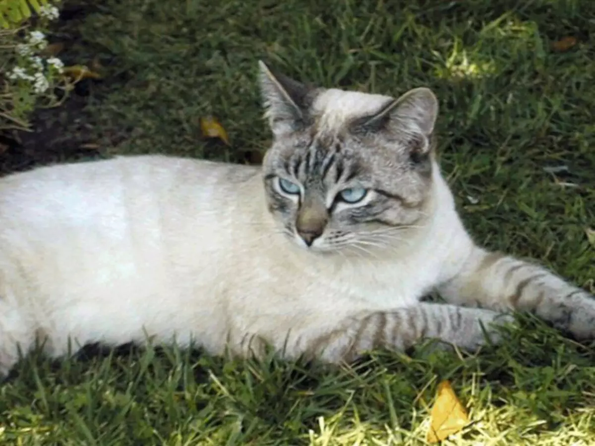 CATALIANA (56 fotos): Descrición de gatos esponjosas da raza balinesa. Que parecen as balininas gatos siameses? 22550_15