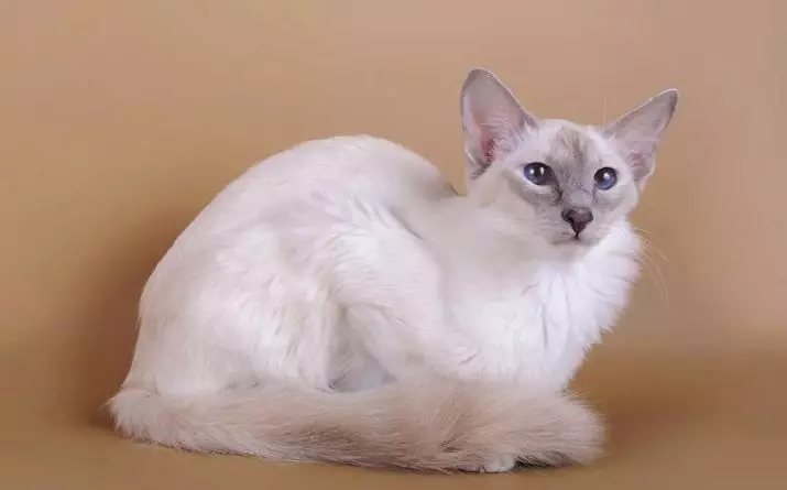 CATALIANA (56 fotos): Descrición de gatos esponjosas da raza balinesa. Que parecen as balininas gatos siameses? 22550_17
