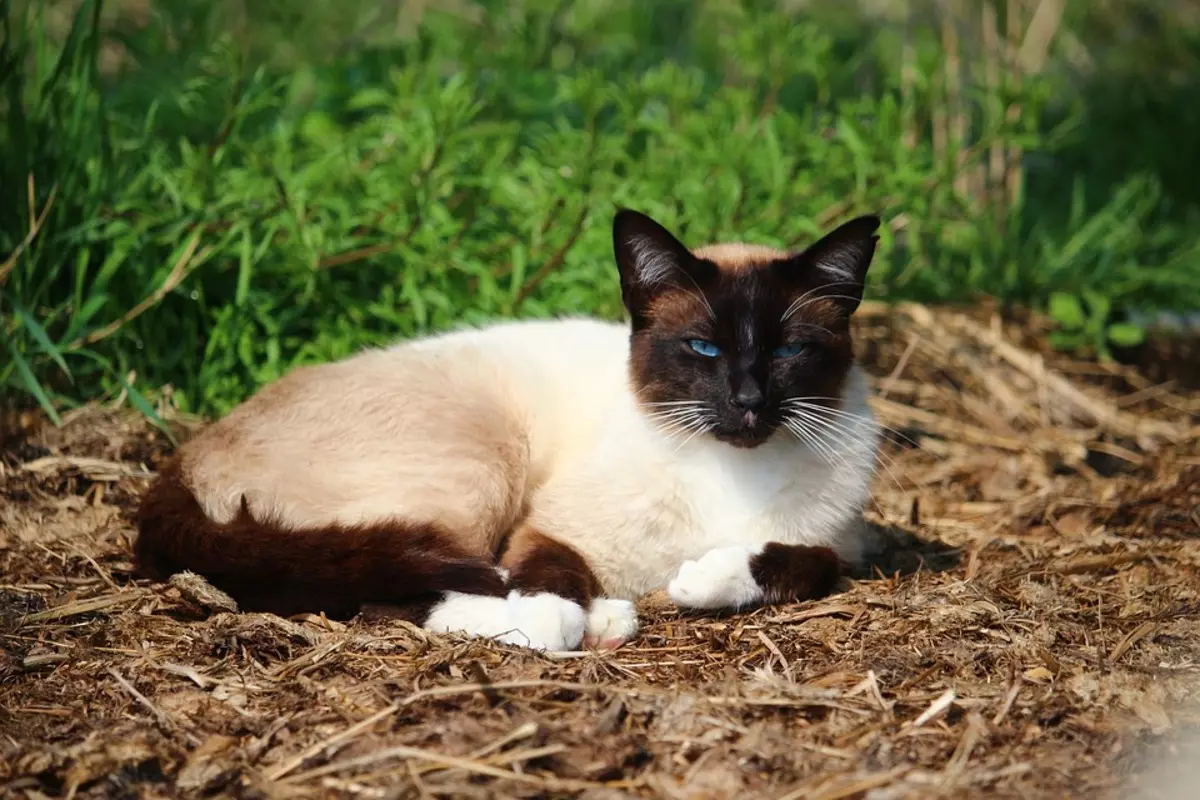 CATALIANA (56 fotos): Descrición de gatos esponjosas da raza balinesa. Que parecen as balininas gatos siameses? 22550_2
