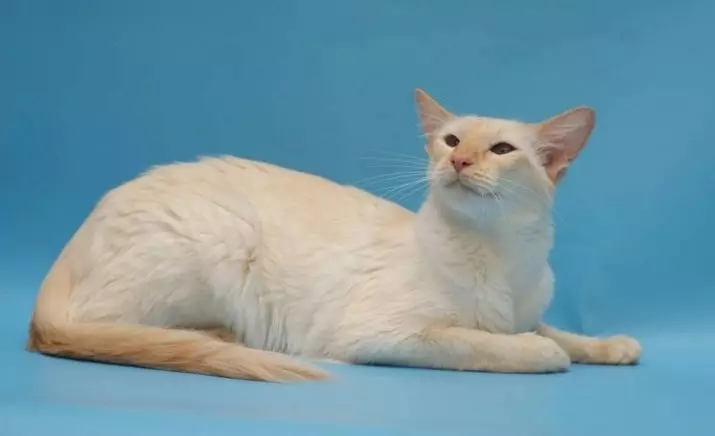 CATALIANA (56 fotos): Descrición de gatos esponjosas da raza balinesa. Que parecen as balininas gatos siameses? 22550_27