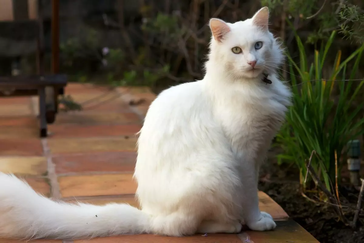 CATALIANA (56 fotos): Descrición de gatos esponjosas da raza balinesa. Que parecen as balininas gatos siameses? 22550_3