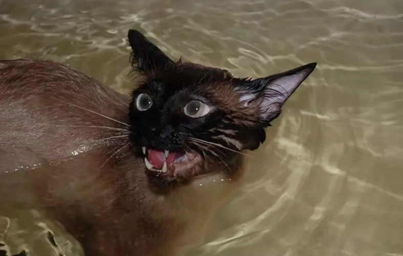 CATALIANA (56 fotos): Descrición de gatos esponjosas da raza balinesa. Que parecen as balininas gatos siameses? 22550_36