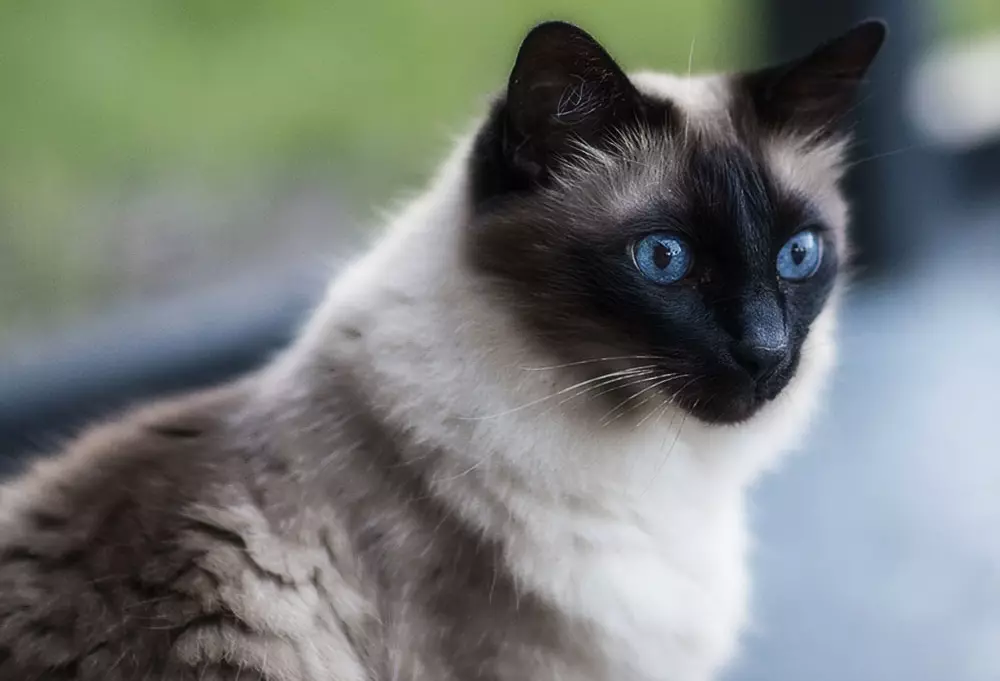 CATALIANA (56 fotos): Descrición de gatos esponjosas da raza balinesa. Que parecen as balininas gatos siameses? 22550_38