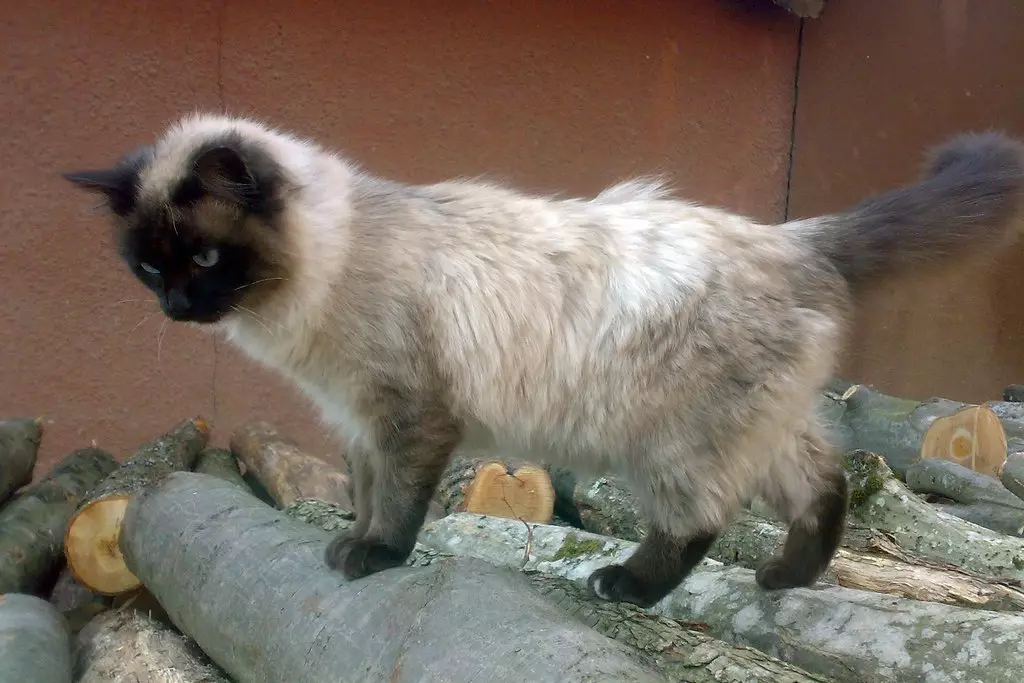 CATALIANA (56 fotos): Descrición de gatos esponjosas da raza balinesa. Que parecen as balininas gatos siameses? 22550_4