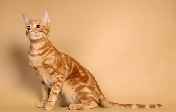 Anatolian Cat (31 Mga Litrato): Paglaraw sa mga iring sa lahi nga anatolian, ang kinaiya sa mga kuting nga grey ug puti, pula ug uban pang kolor 22552_11