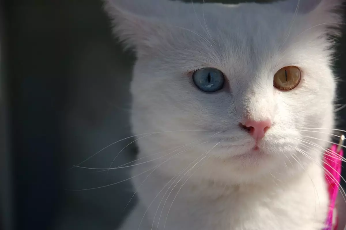Anatoliai macska (31 fénykép): Az anatóli fajták macskáinak leírása, a szürke és fehér, vörös és más színű cica jellemzője 22552_14