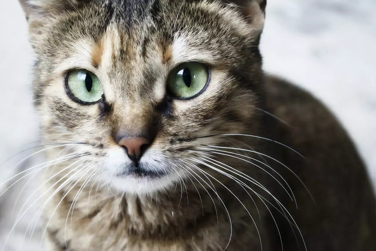 Анатолијска мачка (31 фотографије): Опис мачака Анатолијске пасмине, карактеристично за мачиће сиве и беле и друге боје 22552_16