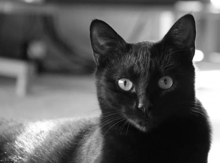 Анатолијска мачка (31 фотографије): Опис мачака Анатолијске пасмине, карактеристично за мачиће сиве и беле и друге боје 22552_17