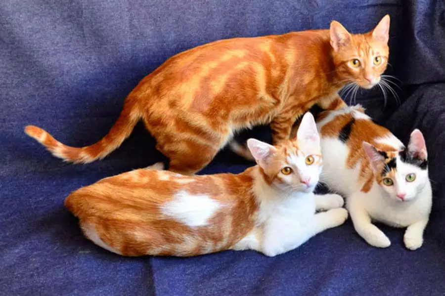 Anatolische kat (31 foto's): beschrijving van de katten van de Anatolische ras, de karakteristiek van de kittens van grijs en wit, rood en andere kleuren 22552_2