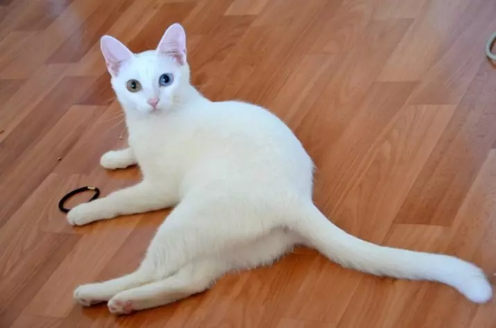 Cat Anatolian (31 fotos): Descrición dos gatos da raza anatolia, a característica dos gatitos de gris e branco, vermello e outra cor 22552_28