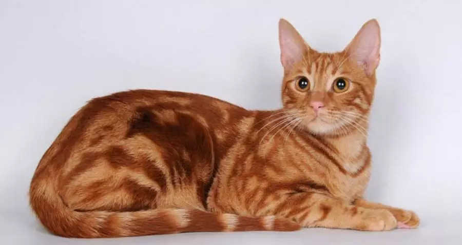 Anatolian Cat (31 Mga Litrato): Paglaraw sa mga iring sa lahi nga anatolian, ang kinaiya sa mga kuting nga grey ug puti, pula ug uban pang kolor 22552_4