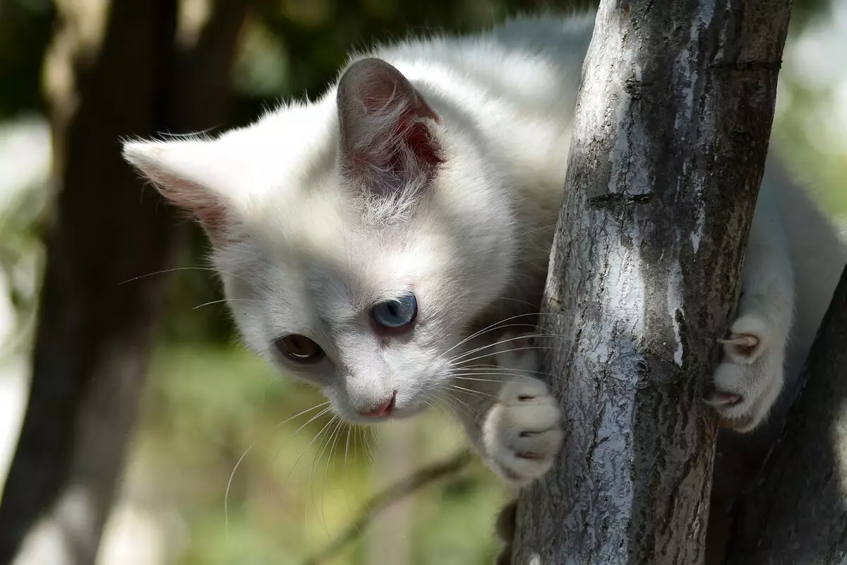 Анатолијска мачка (31 фотографије): Опис мачака Анатолијске пасмине, карактеристично за мачиће сиве и беле и друге боје 22552_5