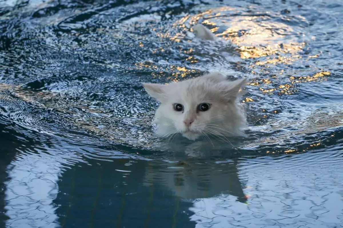Анатолијска мачка (31 фотографије): Опис мачака Анатолијске пасмине, карактеристично за мачиће сиве и беле и друге боје 22552_6