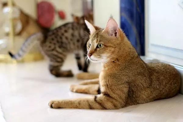 Kucing saka Breed Causi (60 Foto): Katrangan tampilan lan karakter. Karakteristik lan bedane Chasi hibrida F1, F2, F3, F4 lan F5. Apa kanggo Feed? Kepiye Care? 22554_23