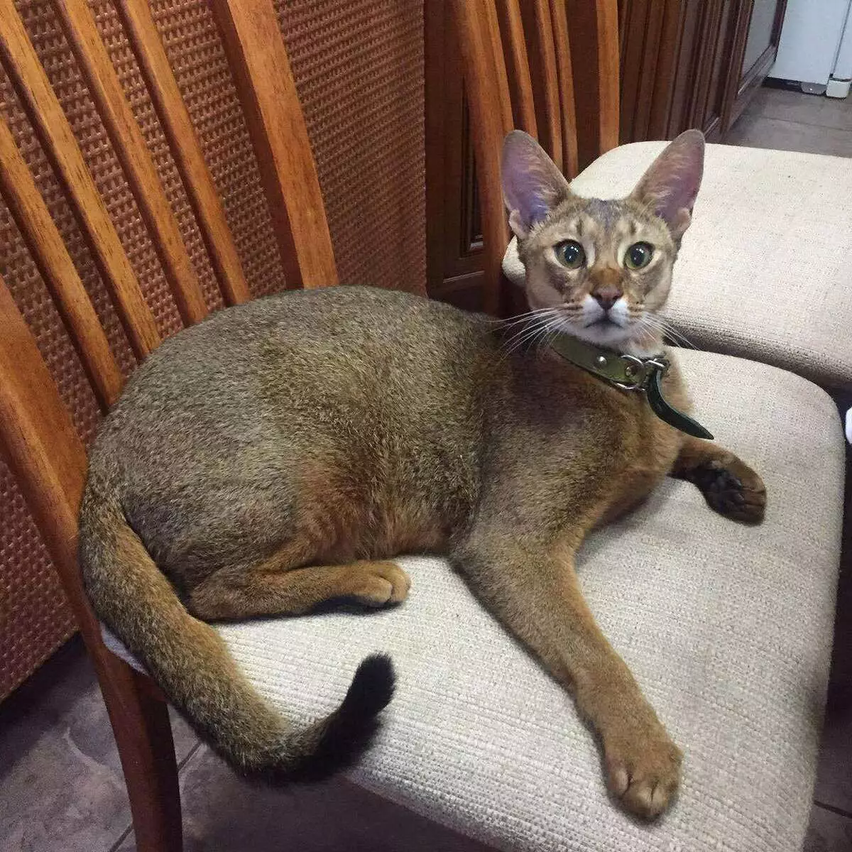 Kucing saka Breed Causi (60 Foto): Katrangan tampilan lan karakter. Karakteristik lan bedane Chasi hibrida F1, F2, F3, F4 lan F5. Apa kanggo Feed? Kepiye Care? 22554_7