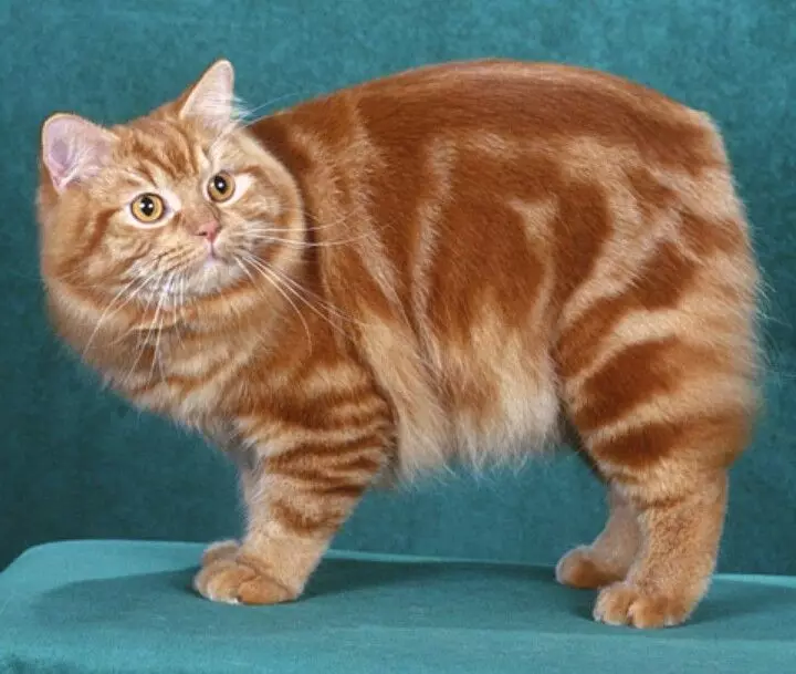 MSKS (31 bilder): Beskrivelse av katter rase moca. Funksjoner ved avl av langhårede katter. Alternativer Farge 22555_11