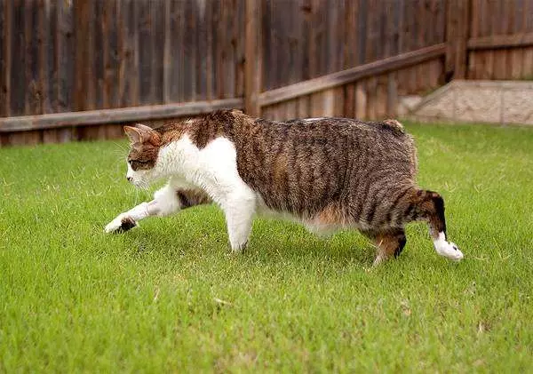 MSKS (31 bilder): Beskrivelse av katter rase moca. Funksjoner ved avl av langhårede katter. Alternativer Farge 22555_12