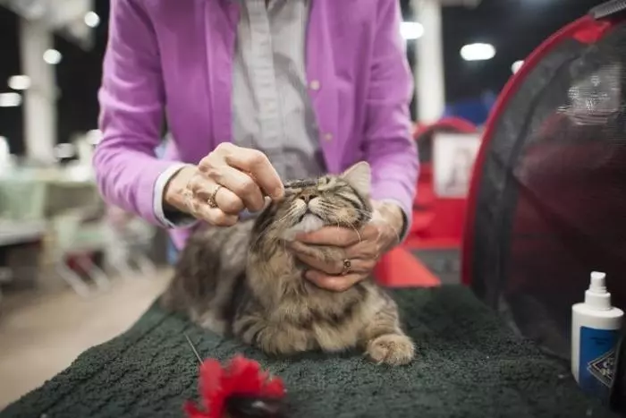 MSKS (31 fotos): Descrición da raza de gatos MOCA. Características de gatos de cabelos longos. Opcións de cor. 22555_16