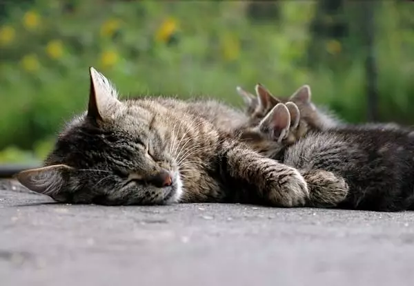 MSKS (31 fotos): Descrición da raza de gatos MOCA. Características de gatos de cabelos longos. Opcións de cor. 22555_22