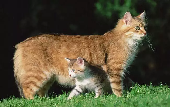 MSKS (31 bilder): Beskrivelse av katter rase moca. Funksjoner ved avl av langhårede katter. Alternativer Farge 22555_28