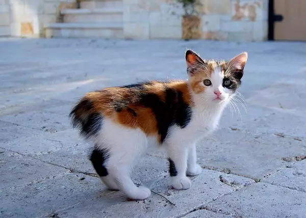 MSKS (31 fotos): Descrición da raza de gatos MOCA. Características de gatos de cabelos longos. Opcións de cor. 22555_31