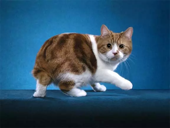MSKS (31 fotos): Descrición da raza de gatos MOCA. Características de gatos de cabelos longos. Opcións de cor. 22555_4