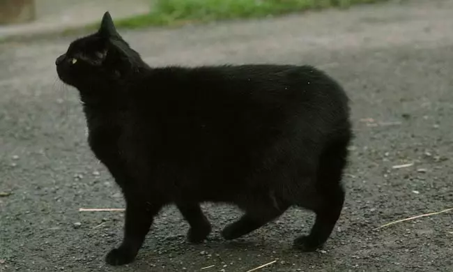 MSKS (31 fotos): Descrición da raza de gatos MOCA. Características de gatos de cabelos longos. Opcións de cor. 22555_9