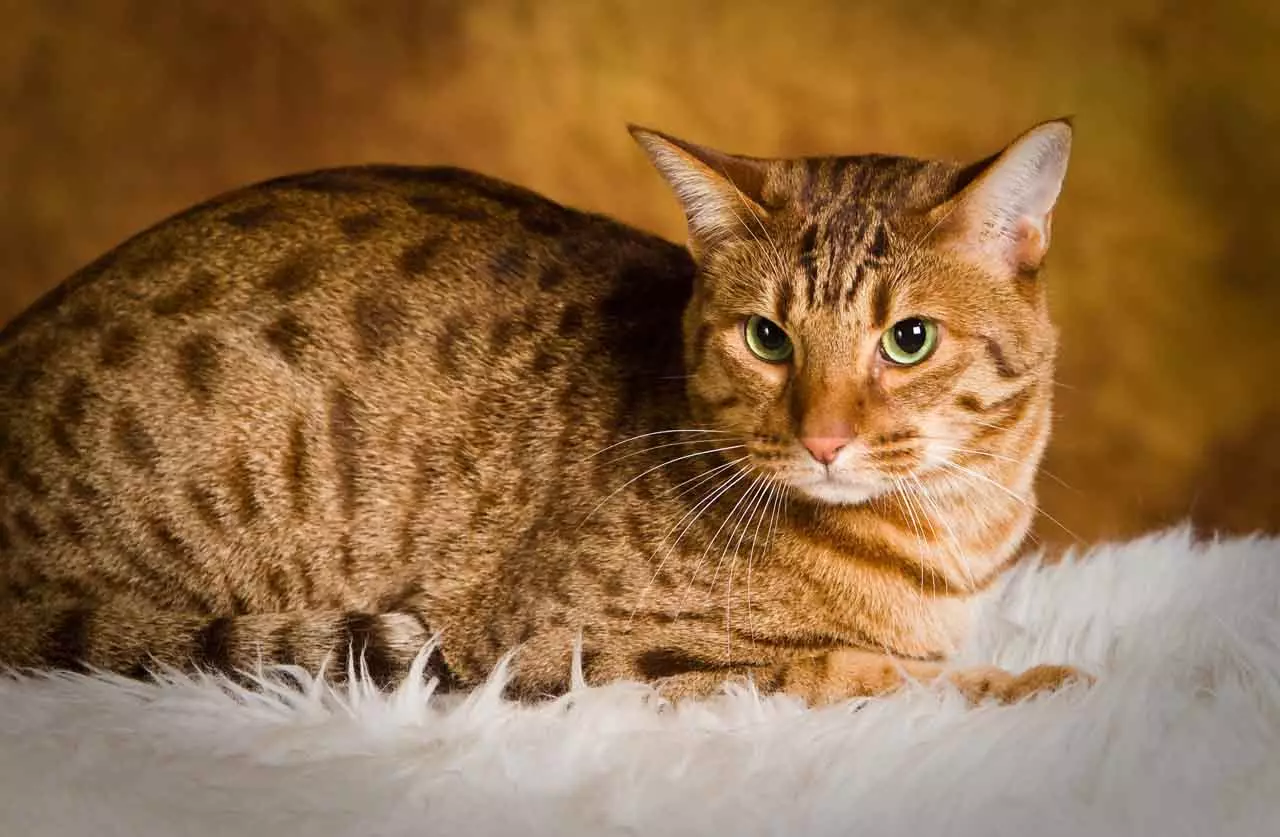Ociquette (27 photos): Description of cat izu, e ji mara nke nwamba. Popular aha otutu 22556_11