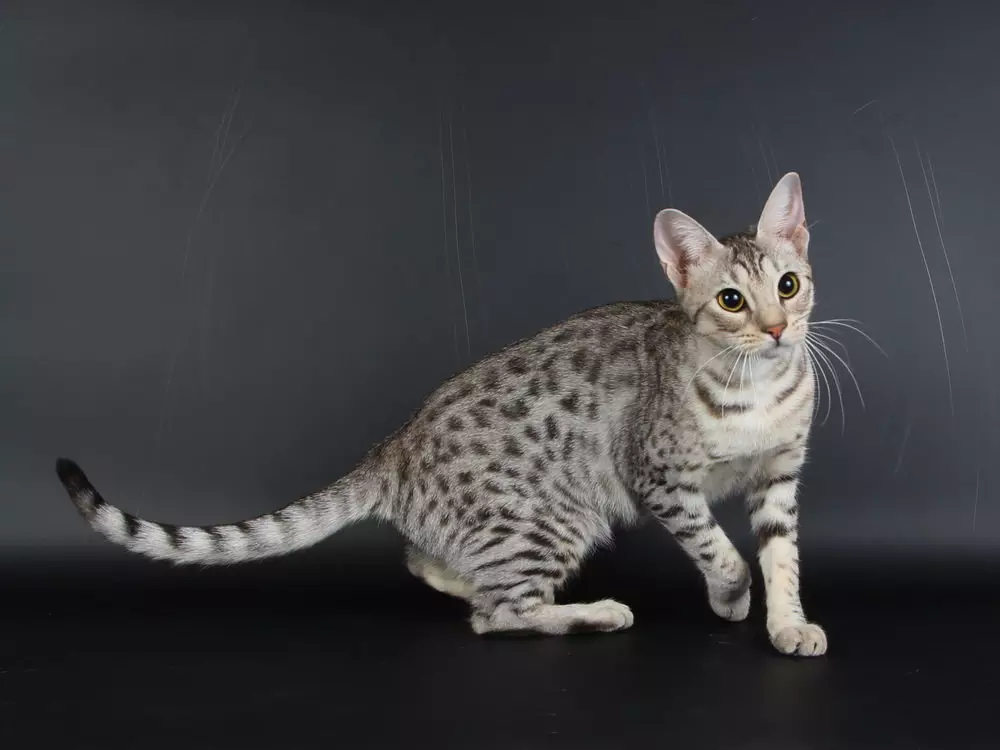 Ociquette (27 fotos): Beskriuwing fan kat ras, skaaimerken fan katten. Popular bynamme 22556_13