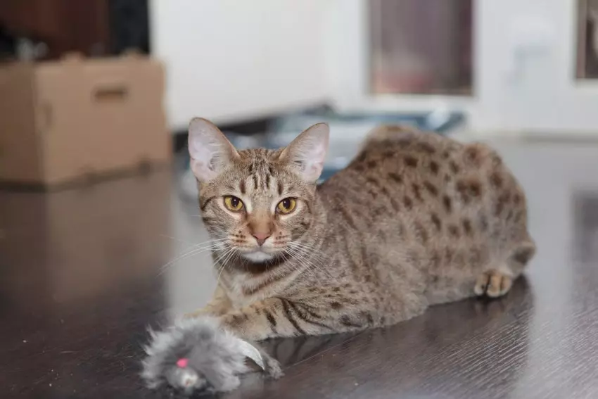 Оцикуетте (27 фотографија): Опис пасмине мачке, карактеристике мачака. Популарни надимак 22556_15