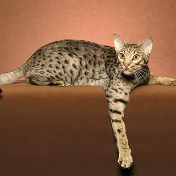 Ociquette (27 foto): Deskripsi jenis kucing, karakteristik kucing. Nama panggilan populer 22556_17