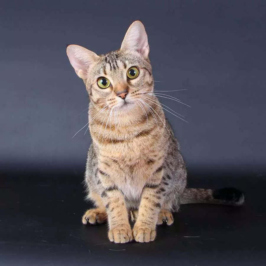 Ociquette (27 foto): Deskripsi jenis kucing, karakteristik kucing. Nama panggilan populer 22556_2