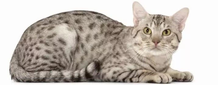 Ociquette (27 תמונות): תיאור של גזע חתול, מאפייני חתולים. כינוי פופולרי 22556_4