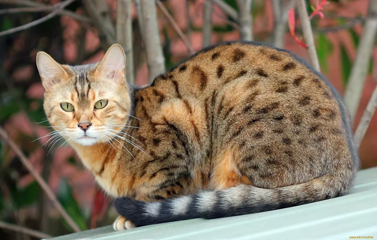 Ociquette (27 billeder): Beskrivelse af Cat Breed, Katteegenskaber. Populært kaldenavn 22556_6