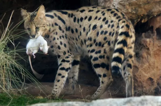 Serval（37枚の写真）：灰色の飼い猫と猫の猫の説明。自宅でのアフリカ子猫の内容。成人動物の寸法 22557_12