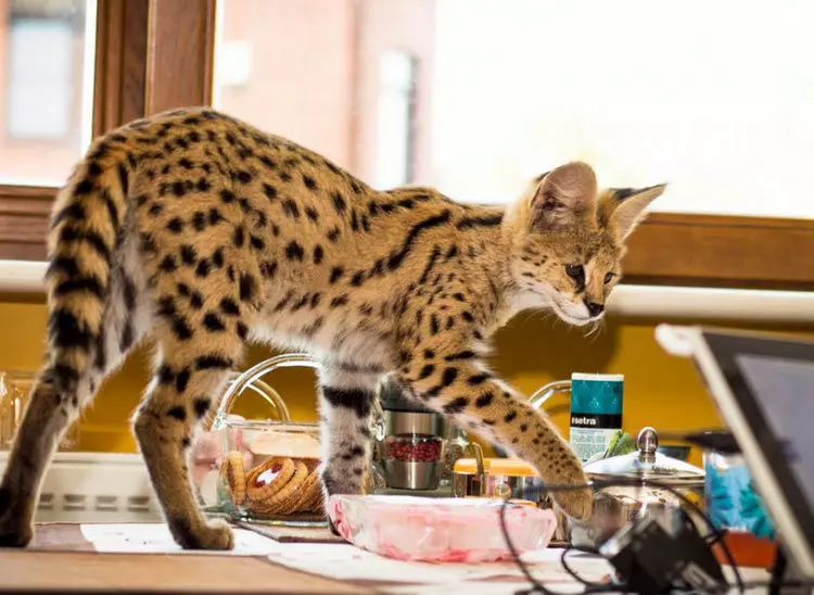 Serval (37 Fotos): Beschreibung der inländischen Katzen und Katzen der Grauzucht. Der Inhalt afrikanischer Kätzchen zu Hause. Abmessungen eines erwachsenen Tieres 22557_17