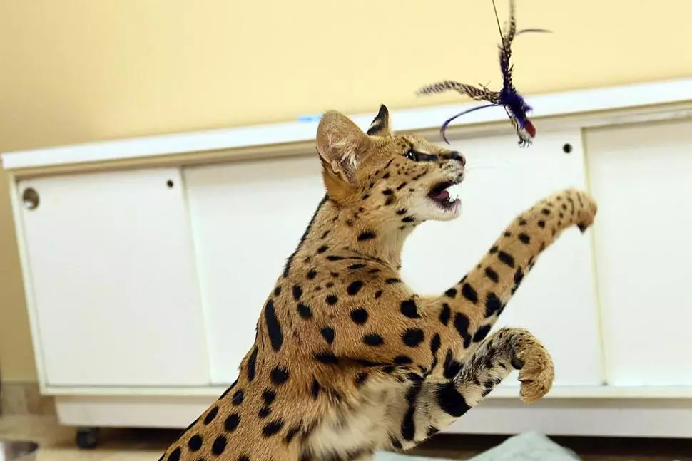Serval (37 Fotos): Beschreibung der inländischen Katzen und Katzen der Grauzucht. Der Inhalt afrikanischer Kätzchen zu Hause. Abmessungen eines erwachsenen Tieres 22557_18