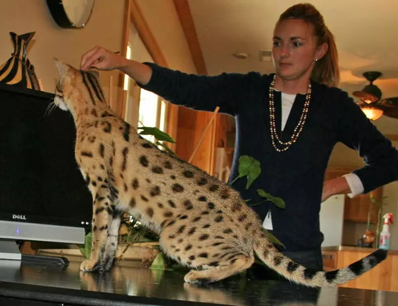 Serval (37 снимки): Описание на домашни котки и котки от породата на сивото. Съдържанието на африканските котенца у дома. Размери на възрастно животно 22557_21